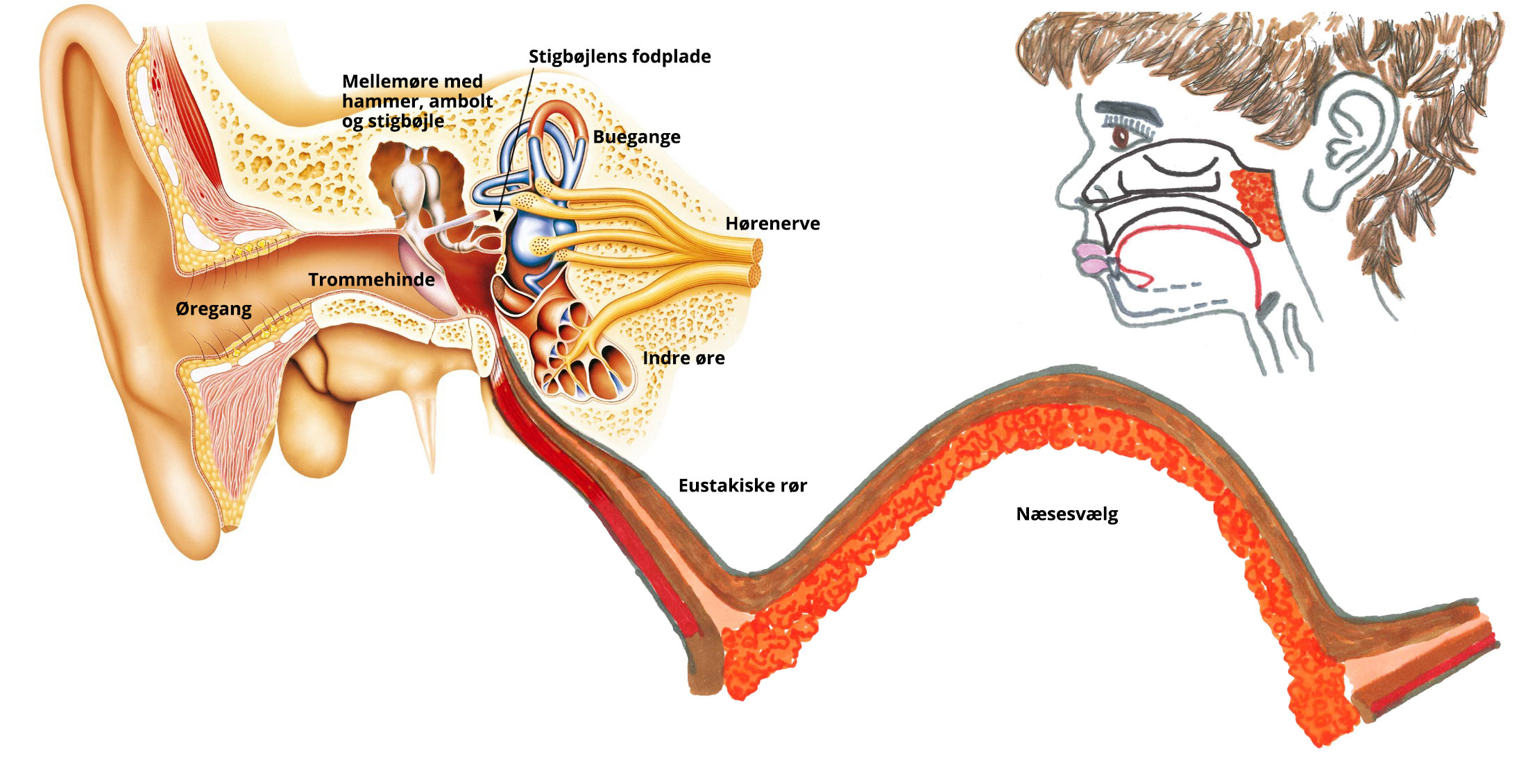 Indlæggelse af dræn fjernelse polypper - Øre | Svimmelhed, dræn, stritører, tinnitus, ørekirurgi -