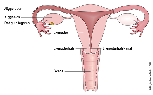Fjernelse livmoderen - Gynækologi, i underlivet, blødningsforstyrrelser - Mølholm
